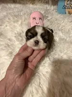 AKC Poppy - Champion Bloodline, a female Shih Tzu for sale in Long Beach, CA – 7 of 9