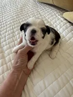 Ying yang Akc Champion Bloodline 🏆, a female Shih Tzu for sale in Long Beach, CA – 10 of 10