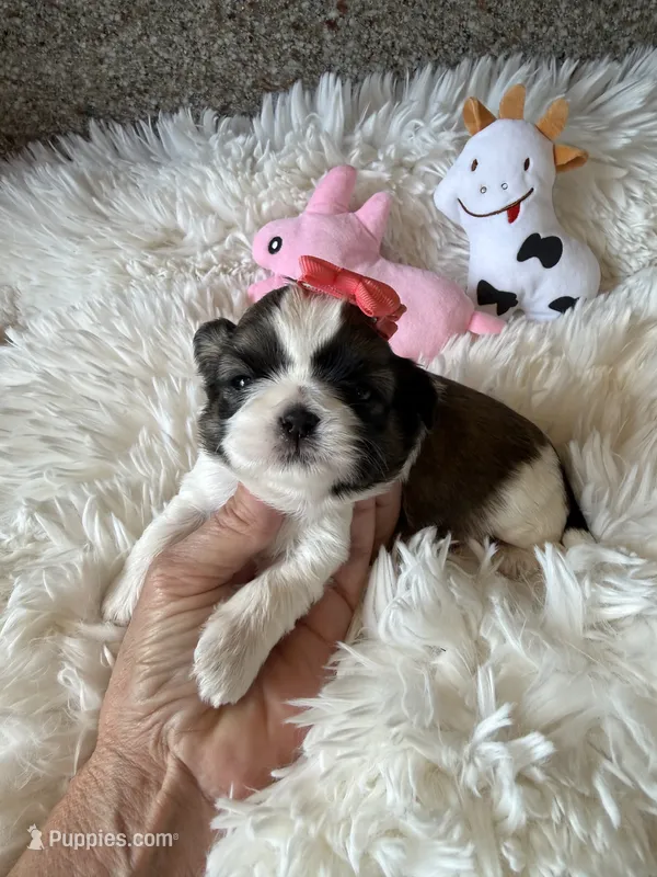AKC Mochi - Champion Bloodline – Shih Tzu puppy for sale in Long Beach, CA