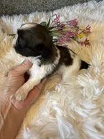 Akc Bonnie Champion 🏆, a female Shih Tzu for sale in Long Beach, CA – 5 of 8