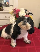 AKC Rosie - Champion Bloodline 🏆, a female Shih Tzu for sale in Long Beach, CA – 2 of 8