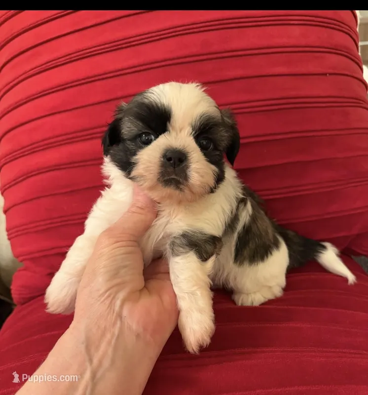 Male Akc Champion 🏆