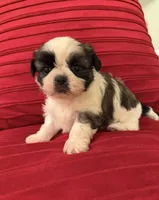 Male Akc Champion 🏆, a male Shih Tzu for sale in Long Beach, CA – Photo 3 of 4