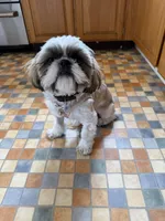 Winston Akc  Champion 🏆, a male Shih Tzu for sale in Long Beach, CA – 6 of 6