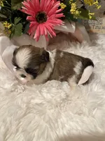 AKC Rosie - Champion Bloodline 🏆, a female Shih Tzu for sale in Long Beach, CA – 8 of 8