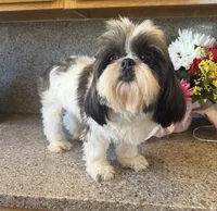 Akc Beans 🐶champion 🏆, a male Shih Tzu for sale in Long Beach, CA – 5 of 6