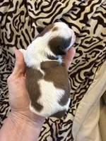 Akc Beans 🐶champion 🏆, a male Shih Tzu for sale in Long Beach, CA – 3 of 6