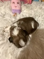 AKC Poppy - Champion Bloodline, a female Shih Tzu for sale in Long Beach, CA – 3 of 9