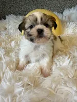 Golden Nugget Akc Champion Bloodline, a male Shih Tzu for sale in Long Beach, CA – 5 of 8