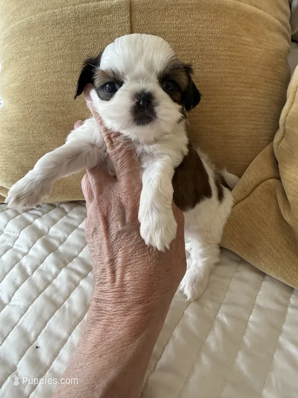 Bentley Akc  Champion Bloodline  – Shih Tzu puppy for sale in Long Beach, CA