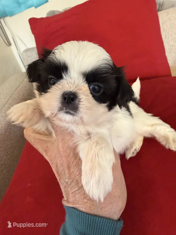 Ying yang Akc Champion Bloodline 🏆 – Shih Tzu puppy for sale in Long Beach, CA