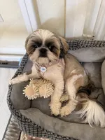Winston Akc  Champion 🏆, a male Shih Tzu for sale in Long Beach, CA – 3 of 6