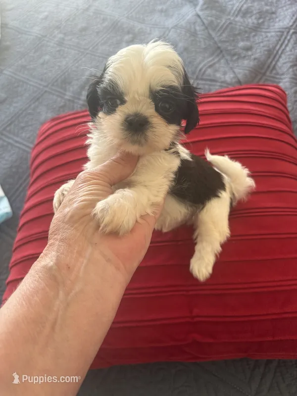 Male #2 champion🏆 – Shih Tzu puppy for sale in Long Beach, CA