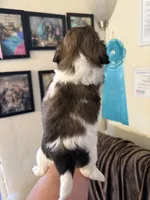 Bella AKC Champion 🏆, a female Shih Tzu for sale in Long Beach, CA – 4 of 9
