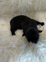 🐶Betty  Akc champion , a female Shih Tzu for sale in Long Beach, CA – Photo 3 of 7