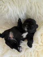 🐶Betty  Akc champion , a female Shih Tzu for sale in Long Beach, CA – Photo 5 of 7