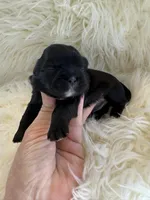 🐶Betty  Akc champion , a female Shih Tzu for sale in Long Beach, CA – Photo 7 of 7