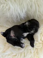 🐶Betty  Akc champion , a female Shih Tzu for sale in Long Beach, CA – Photo 4 of 7