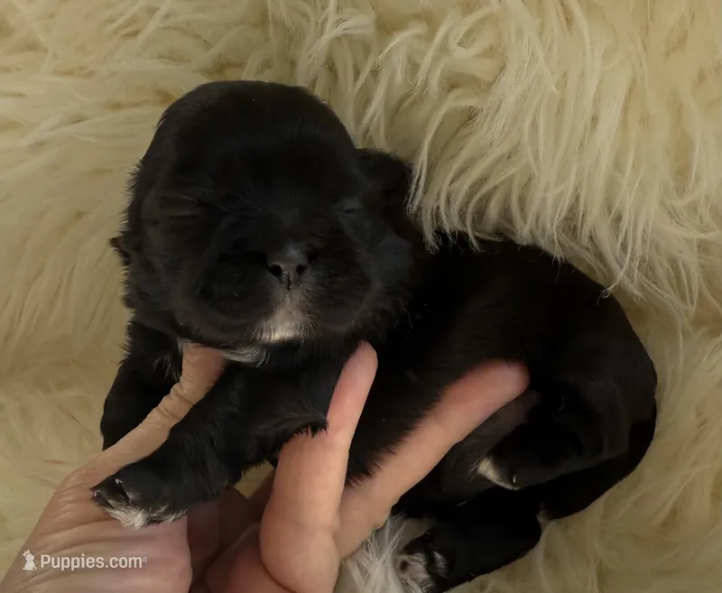 🐶Betty  Akc champion 