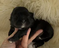 🐶Betty  Akc champion , a female Shih Tzu for sale in Long Beach, CA – Photo 1 of 7