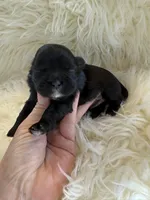 🐶Betty  Akc champion , a female Shih Tzu for sale in Long Beach, CA – Photo 6 of 7