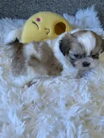 Golden Nugget Akc Champion Bloodline, a male Shih Tzu for sale in Long Beach, CA – 4 of 8