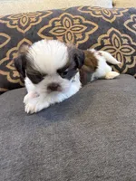 Male #1 AKC Champion 🏆, a male Shih Tzu for sale in Long Beach, CA – 2 of 8