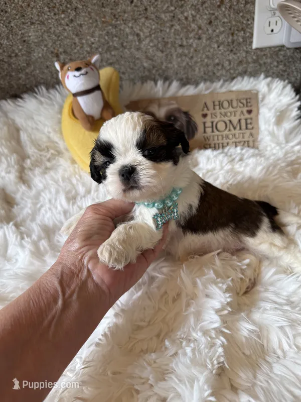 Bentley  AKC 🏆 – Shih Tzu puppy for sale in Long Beach, CA