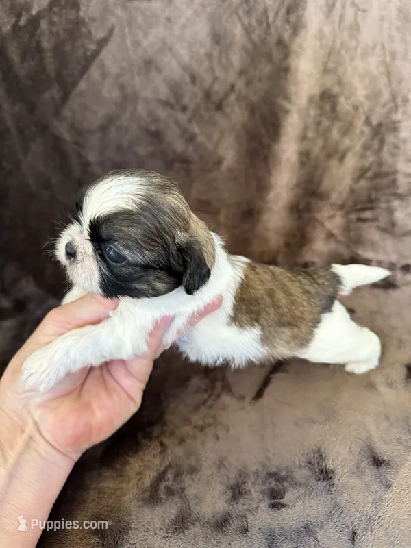 Bentley Akc  Champion Bloodline  – Shih Tzu puppy for sale in Long Beach, CA