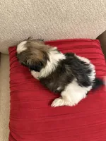 Leonard - AKC Cham..., a male Shih Tzu for sale in Long Beach, CA – 6 of 6