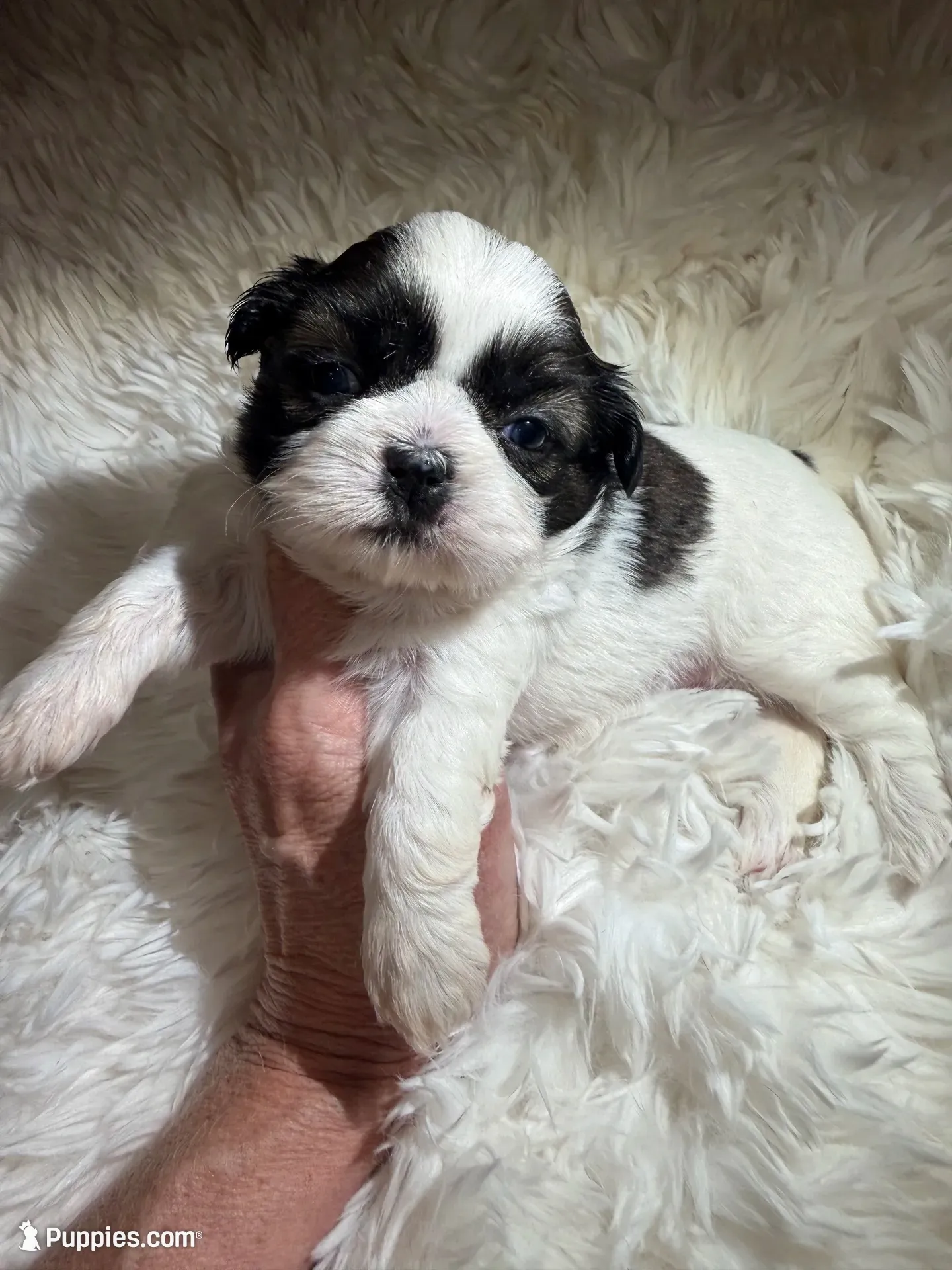 Akc Dottie champion B🏆, a female Shih Tzu for sale in Long Beach, CA – 1 of 6