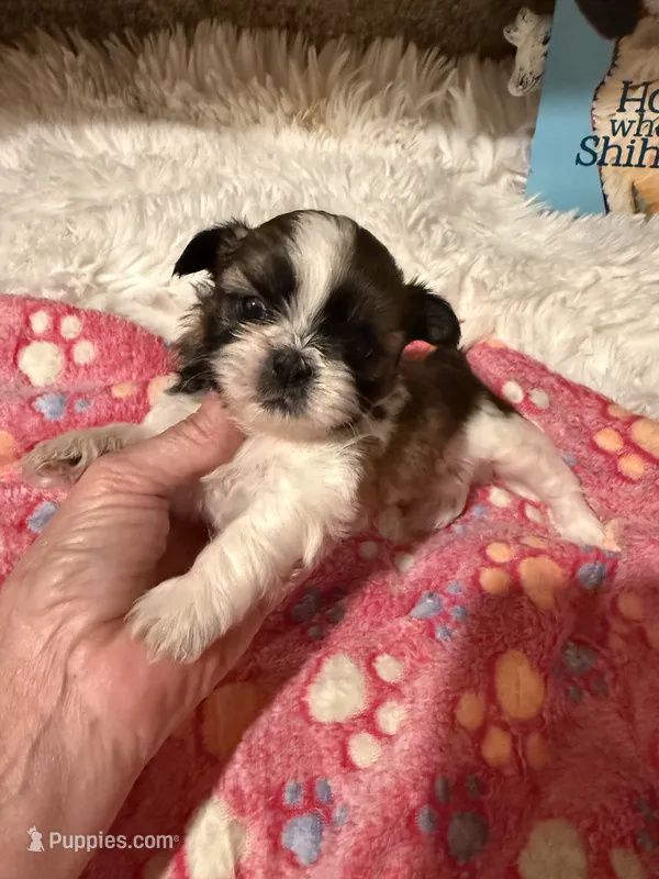 AKC Minnie - Champion Bloodline🏆 – Shih Tzu puppy for sale in Long Beach, CA