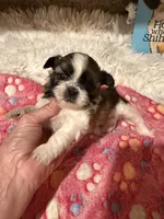 AKC Minnie - Champion Bloodline🏆, a female Shih Tzu for sale in Long Beach, CA – 1 of 9