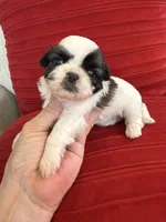 Akc Nacho Champion 🏆, a male Shih Tzu for sale in Long Beach, CA – 7 of 7