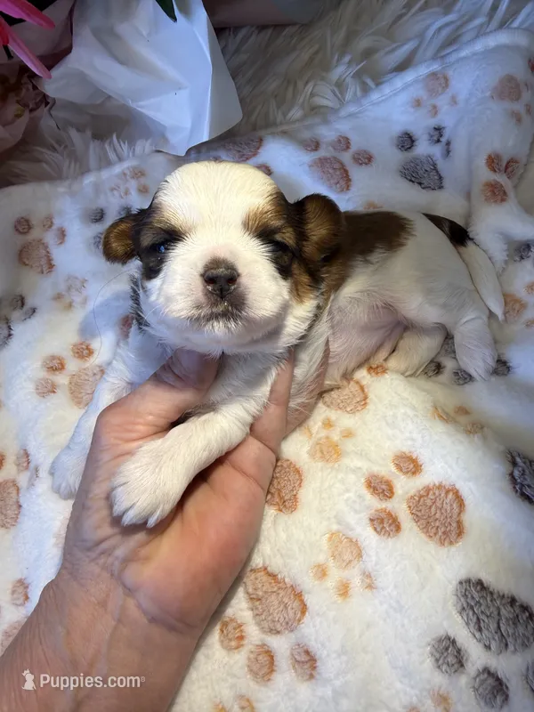 Akc Beans 🐶champion 🏆 – Shih Tzu puppy for sale in Long Beach, CA