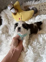 Bentley  AKC 🏆, a male Shih Tzu for sale in Long Beach, CA – 7 of 9