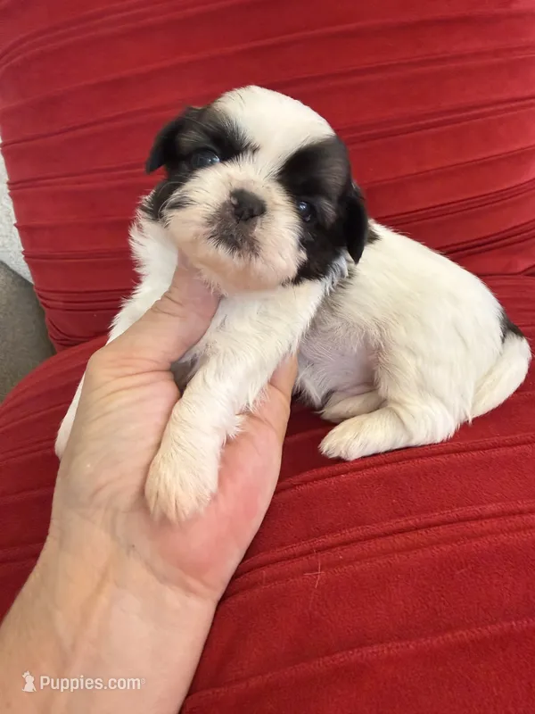 Akc Nacho Champion 🏆 – Shih Tzu puppy for sale in Long Beach, CA