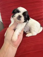 Akc Nacho Champion 🏆, a male Shih Tzu for sale in Long Beach, CA – 1 of 7