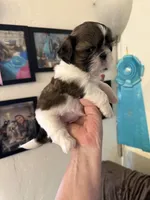 Bella AKC Champion 🏆, a female Shih Tzu for sale in Long Beach, CA – 3 of 9