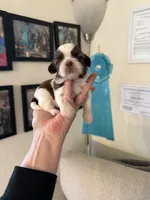 Male #2 Akc 🏆, a male Shih Tzu for sale in Long Beach, CA – 7 of 7