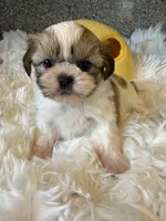 Golden Nugget Akc Champion Bloodline, a male Shih Tzu for sale in Long Beach, CA – 1 of 8