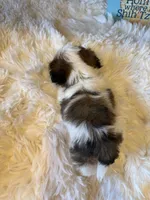 Maverick AKC champion🏆, a male Shih Tzu for sale in Long Beach, CA – 6 of 10