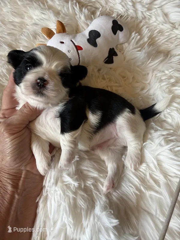 Akc Moo Moo champion 🏆 – Shih Tzu puppy for sale in Long Beach, CA