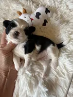 Akc Moo Moo champion 🏆, a male Shih Tzu for sale in Long Beach, CA – 1 of 9