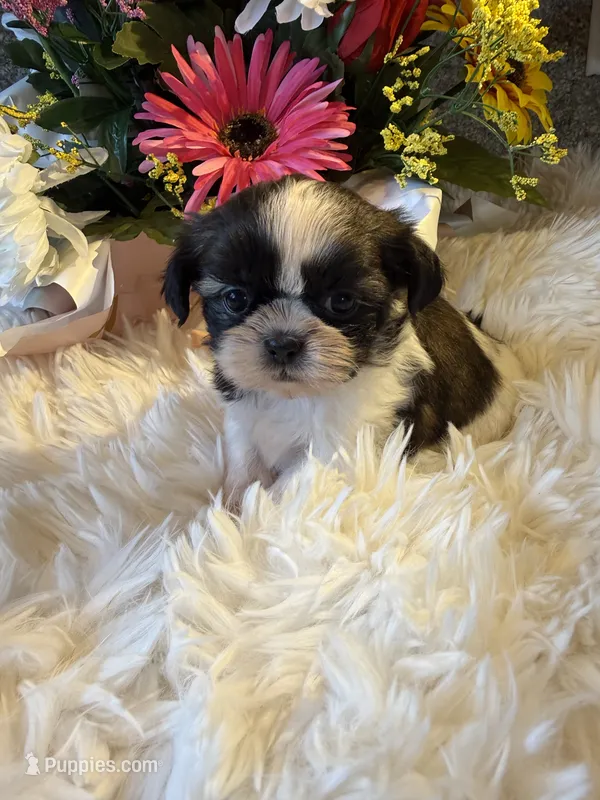 Akc Bonnie Champion 🏆 – Shih Tzu puppy for sale in Long Beach, CA