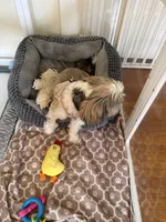 Winston Akc  Champion 🏆, a male Shih Tzu for sale in Long Beach, CA – 2 of 6