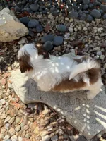 Maple Akc  Champion Bloodline , a female Shih Tzu for sale in Long Beach, CA – 4 of 9