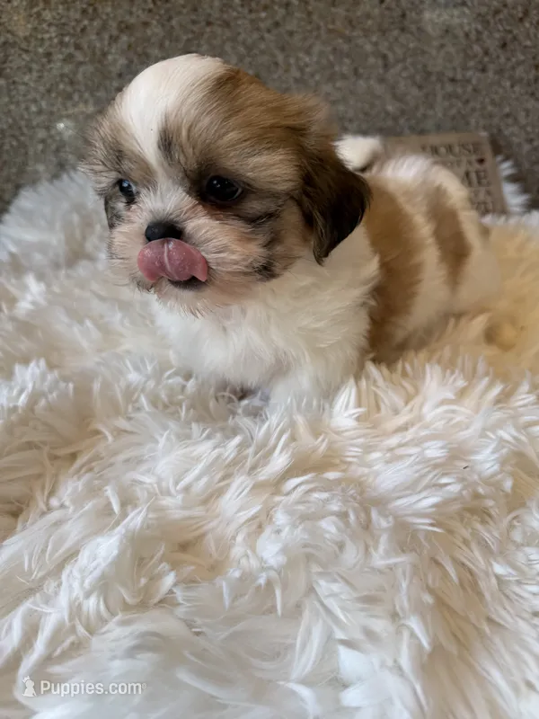 Golden Nugget Akc Champion Bloodline – Shih Tzu puppy for sale in Long Beach, CA