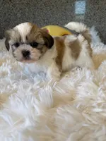 Golden Nugget Akc Champion Bloodline, a male Shih Tzu for sale in Long Beach, CA – 2 of 8
