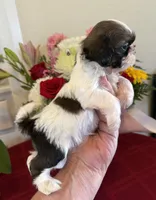 Male #3 AKC 🏆, a male Shih Tzu for sale in Long Beach, CA – 2 of 8